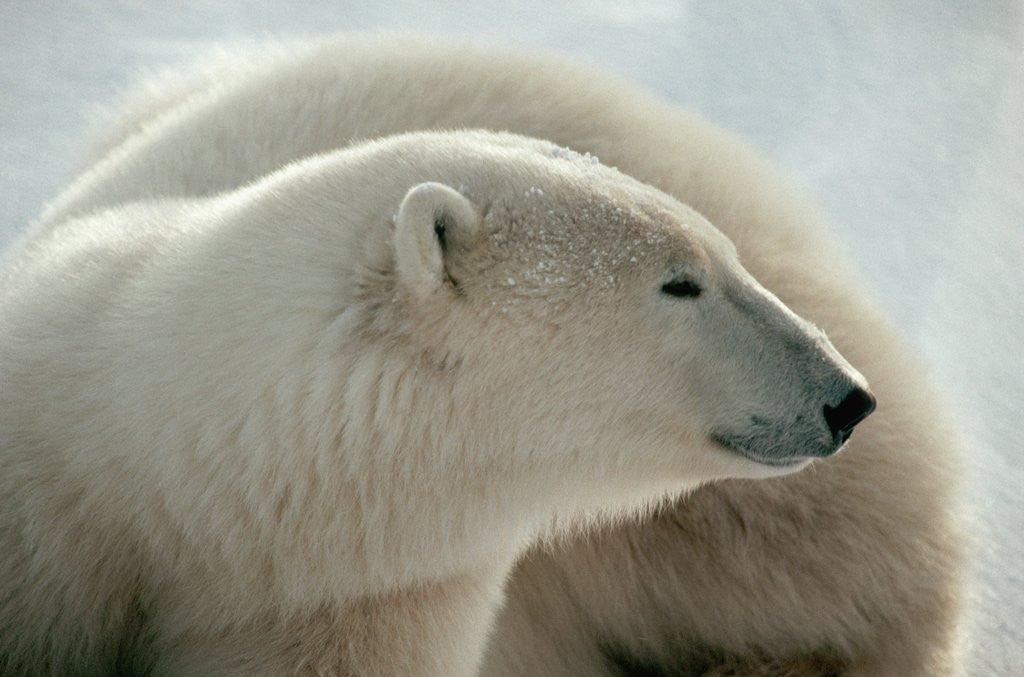 Detail of Polar Bear by Anonymous