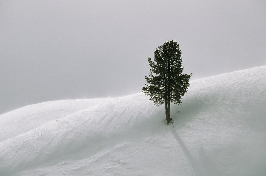 Detail of Lone Lodgepole Pine in the Snow by Anonymous