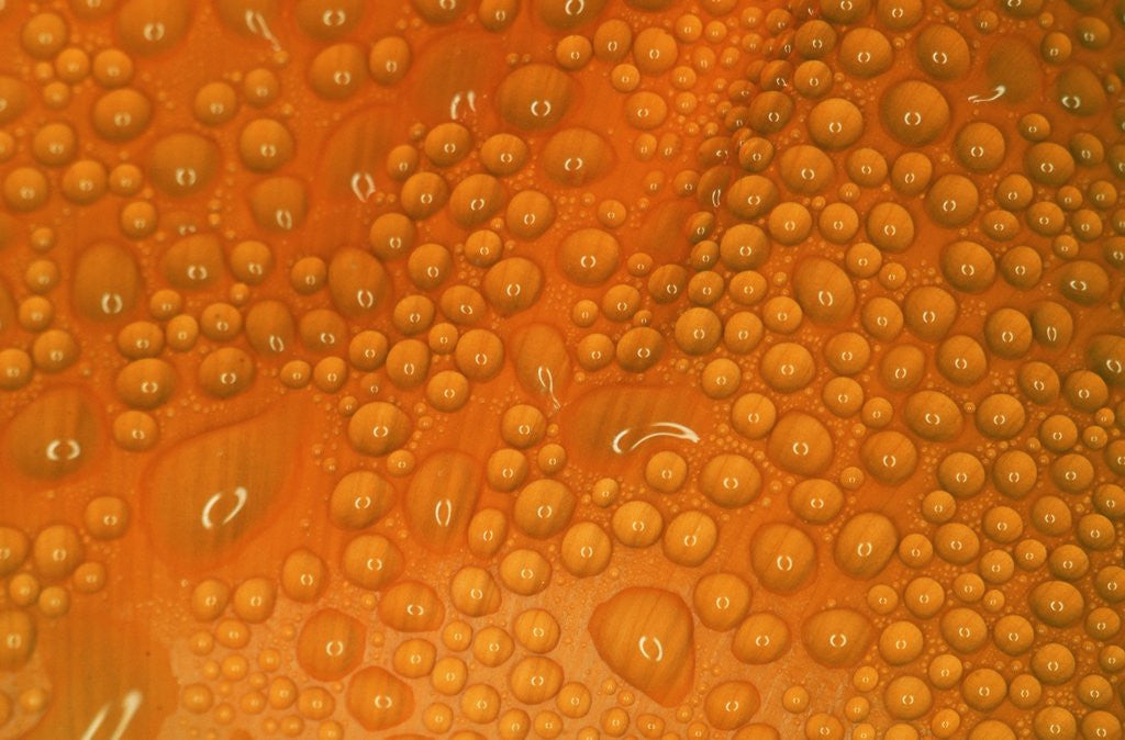 Detail of Closeup of Dewdrops on Poppy Petal by Corbis