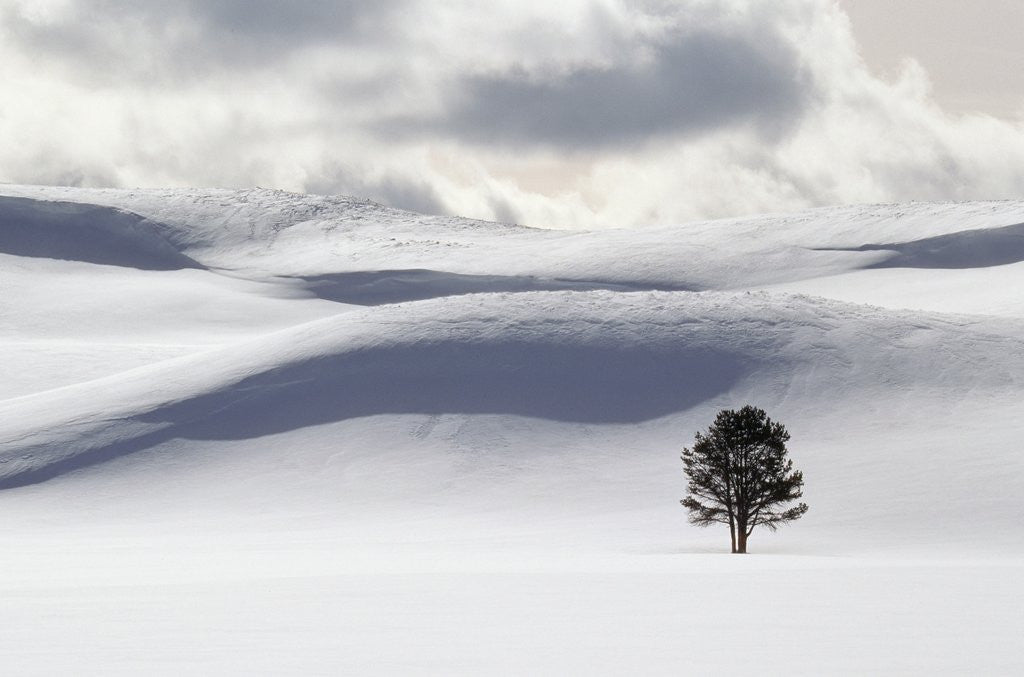 Detail of Lodgepole Pine in Snow by Anonymous