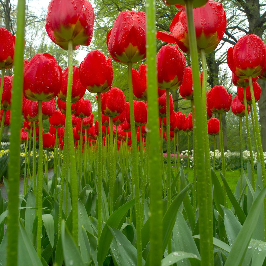Detail of Red Tulips with Raindrops by Anonymous