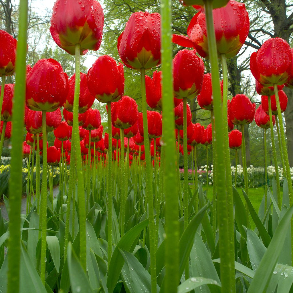 Detail of Red Tulips with Raindrops by Corbis