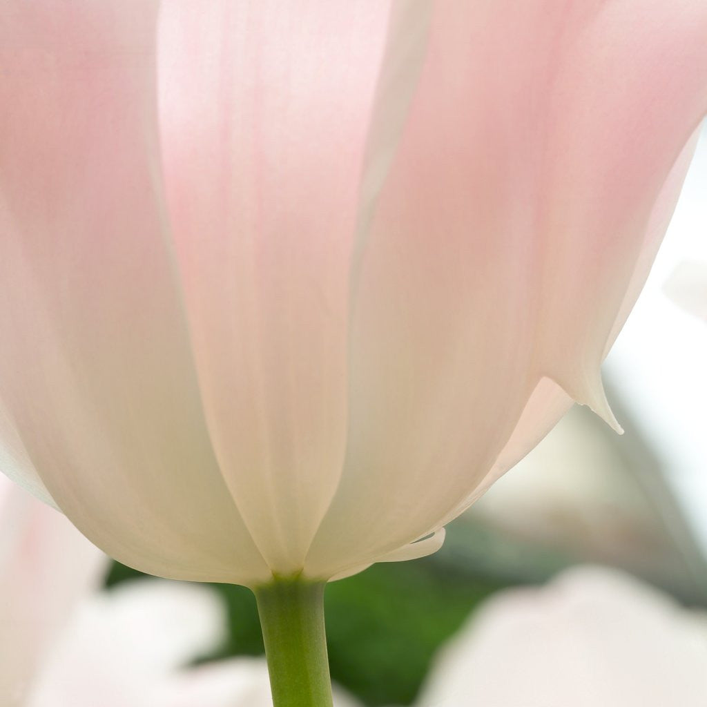 Detail of Petals of a Tulip by Anonymous