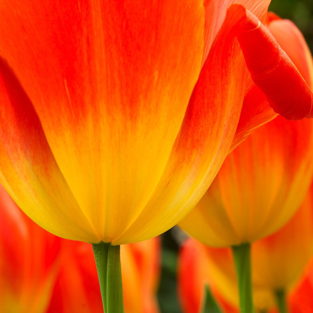 Detail of Tulip's Petals by Anonymous