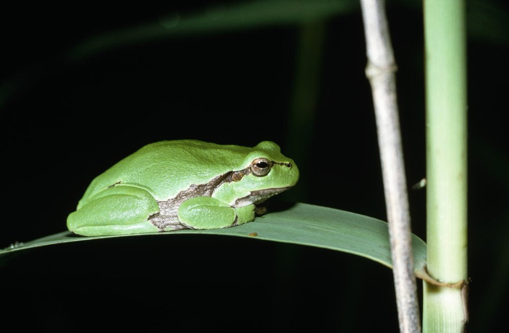 Detail of European Green Treefrog by Anonymous