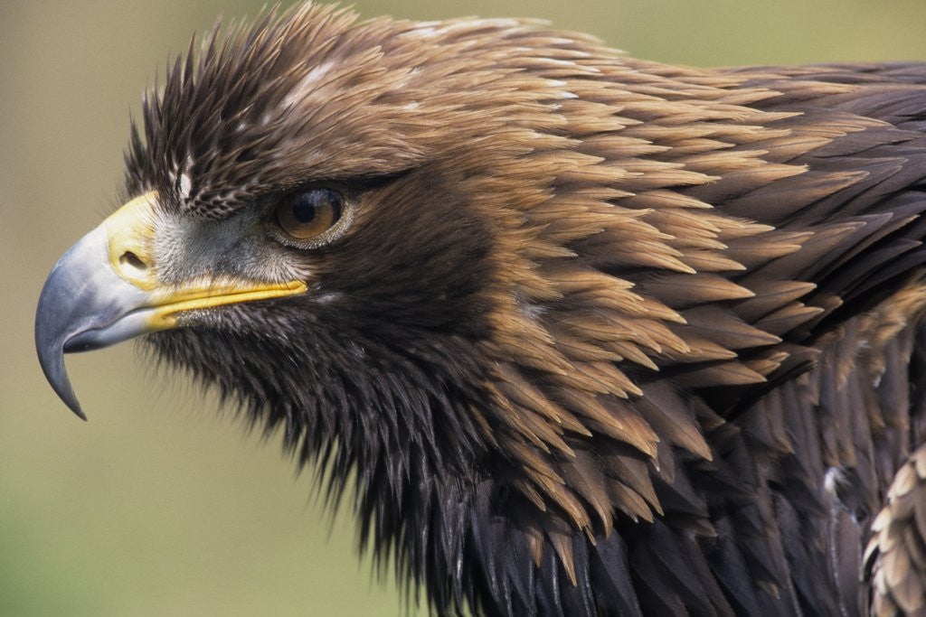 Detail of Golden Eagle Head in Profile by Anonymous
