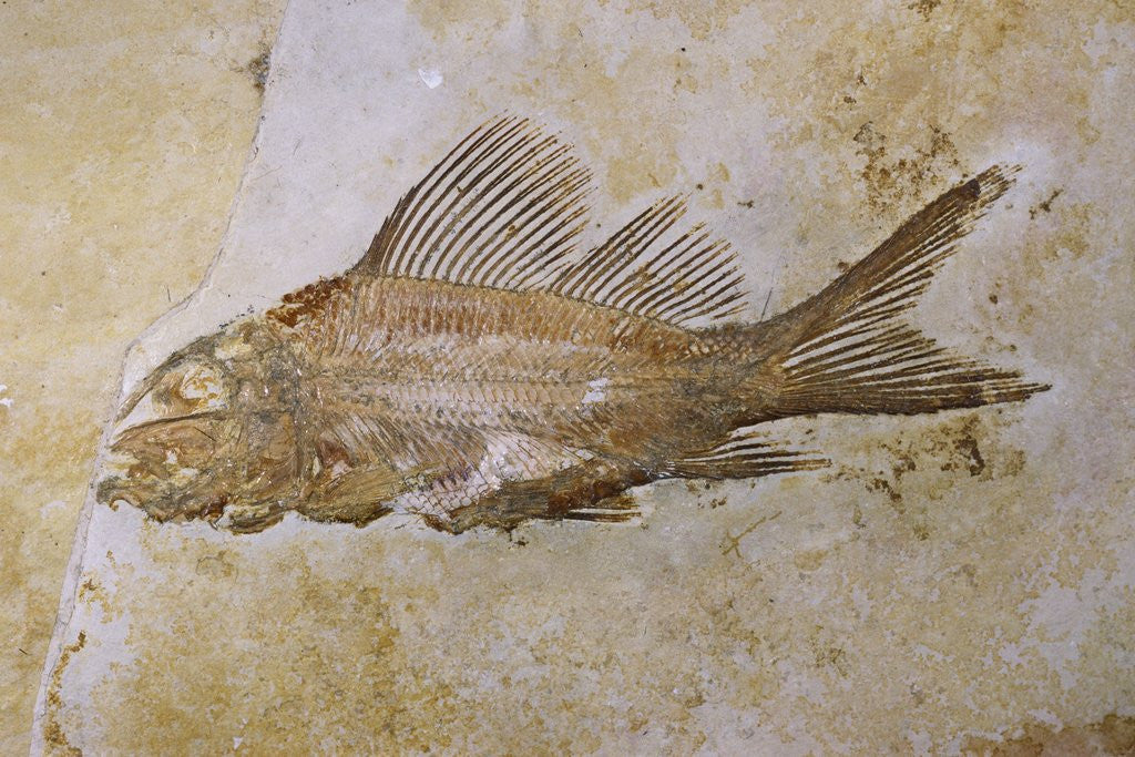 Detail of Propterus Elongatus Fish Fossil by Anonymous