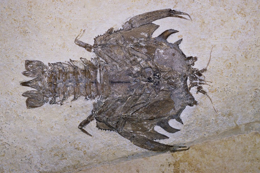 Detail of Eryon Arctiformis Crab Fossil by Corbis