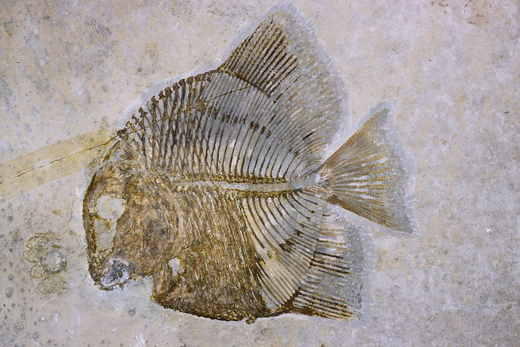 Detail of Macromesodon Macropterus Fish Fossil by Anonymous