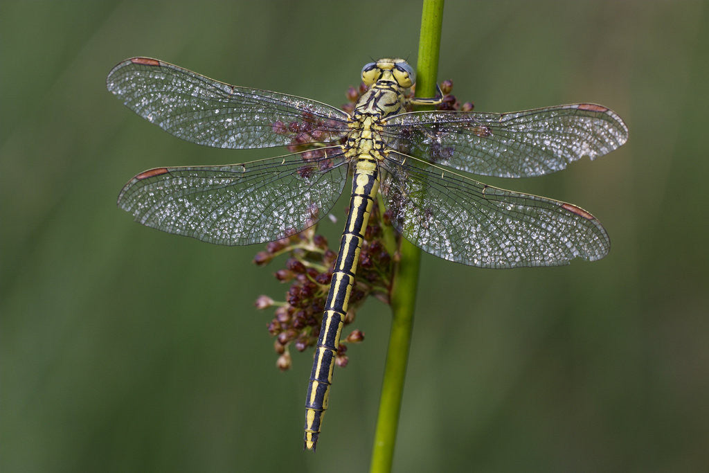 Detail of Female Western Clubtail by Anonymous