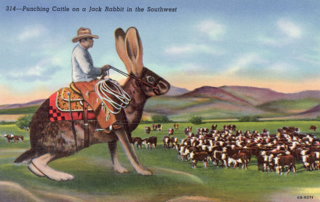 Detail of Punching Cattle on a Jack Rabbit in the Southwest Postcard by Anonymous