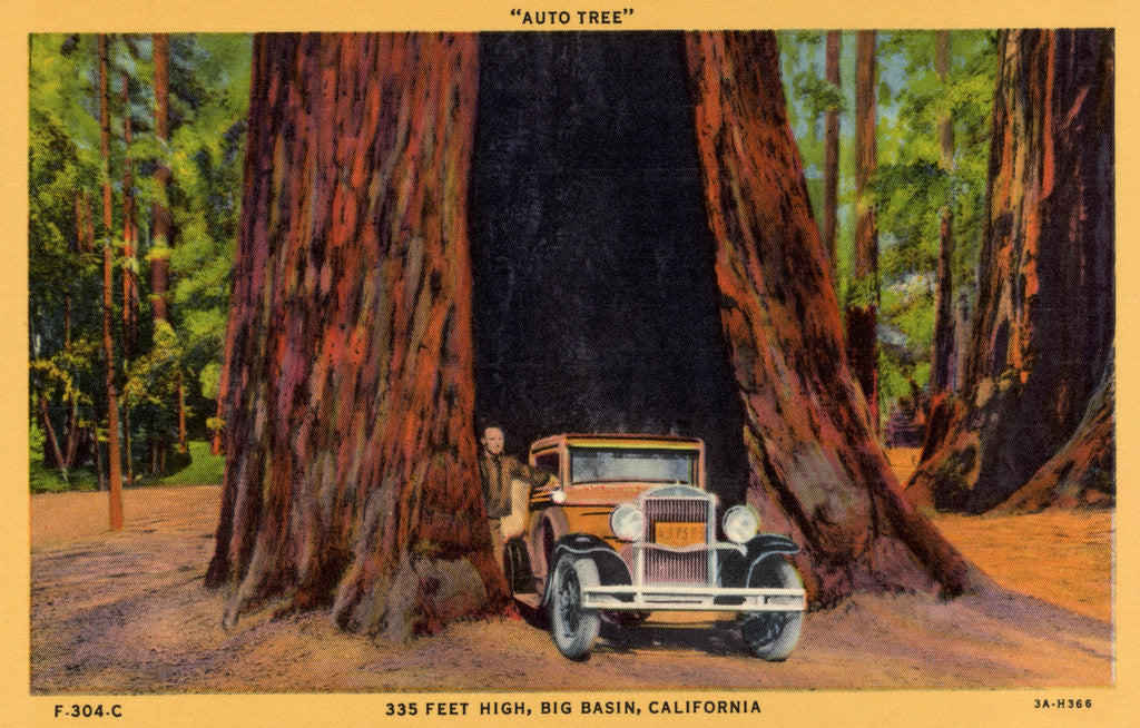 Detail of Car Passing Through Base of Giant Tree by Anonymous