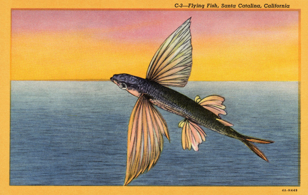 Detail of Flying Fish by Anonymous