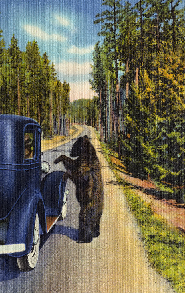 Detail of Bear Begging for Food by Anonymous