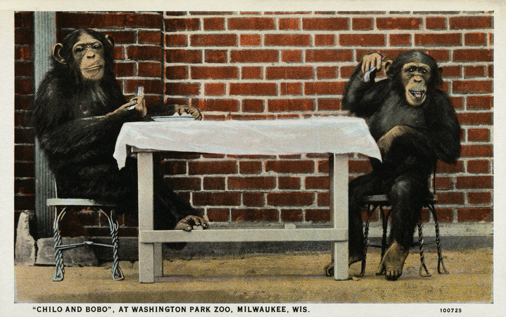 Detail of Monkeys at Washington Park Zoo by Anonymous