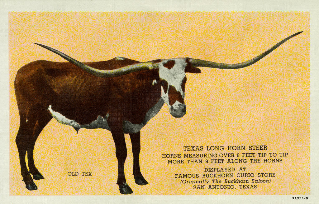 Detail of Texas Longhorn by Anonymous