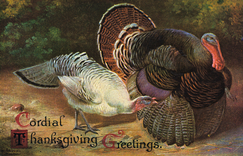 Detail of Postcard of Turkeys by Anonymous