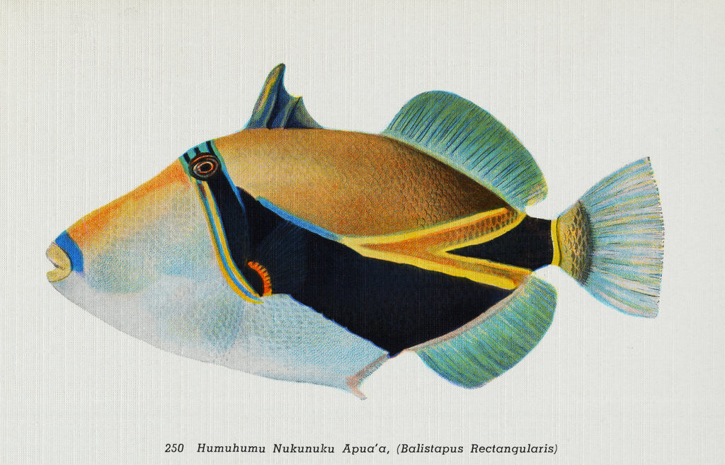Detail of Postcard of Balistapus Rectangularis Fish by Anonymous