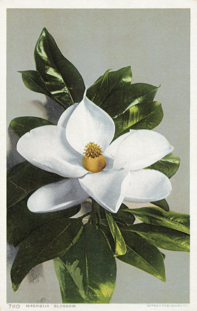 Detail of Magnolia Blossom Postcard by Anonymous