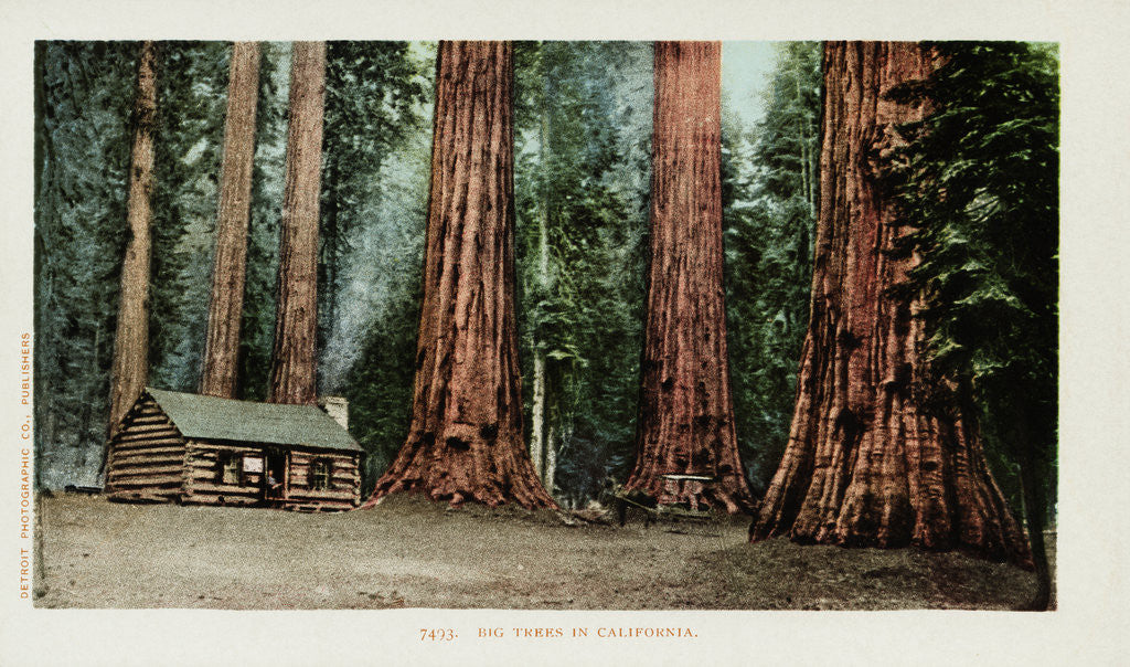 Detail of Big Trees in California Postcard by Anonymous