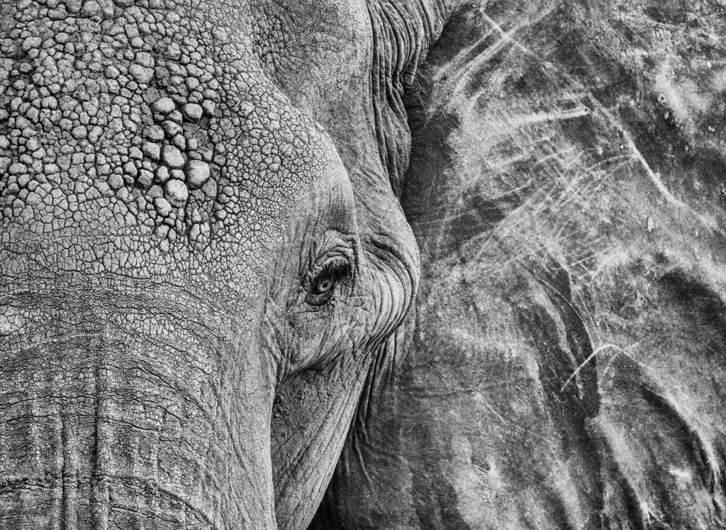 Detail of Life’s ears by @wildmanrouse