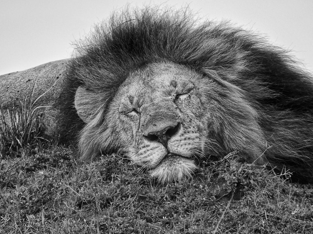 Detail of Sleepy sunday by @wildmanrouse