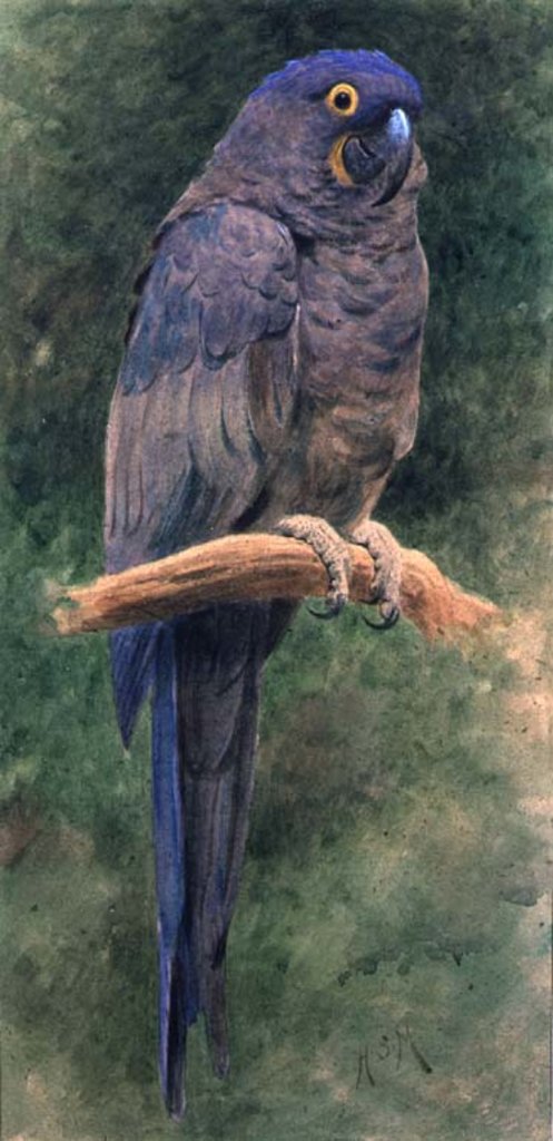 Detail of Hyacinth Macaw by Henry Stacey Marks