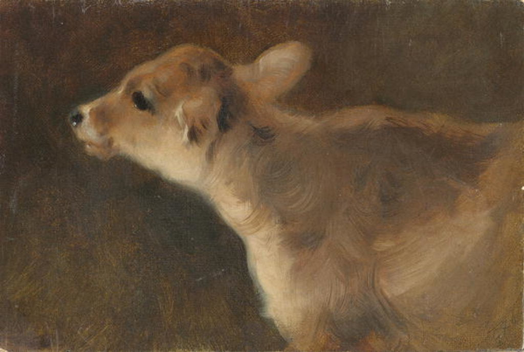 Detail of A Calf, 1879 by George Wiliam Horlor