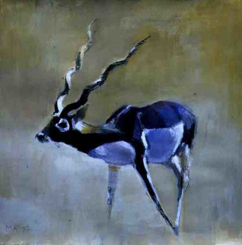 Detail of Black Buck, Velavadar, 1997 by Mark Adlington