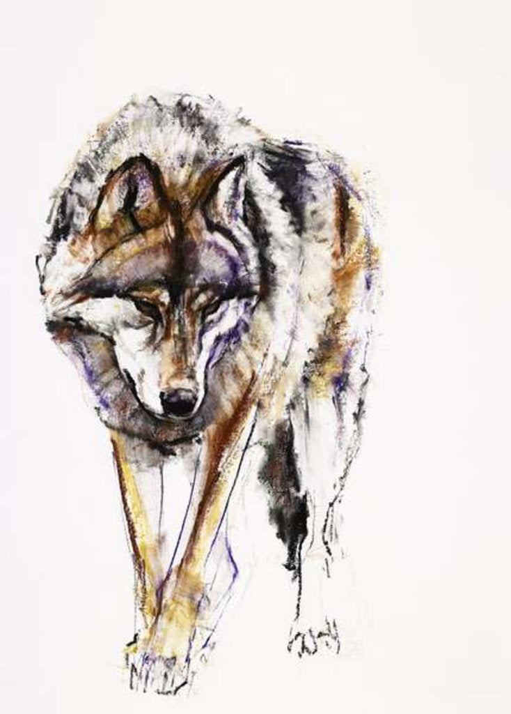 Detail of European Wolf by Mark Adlington