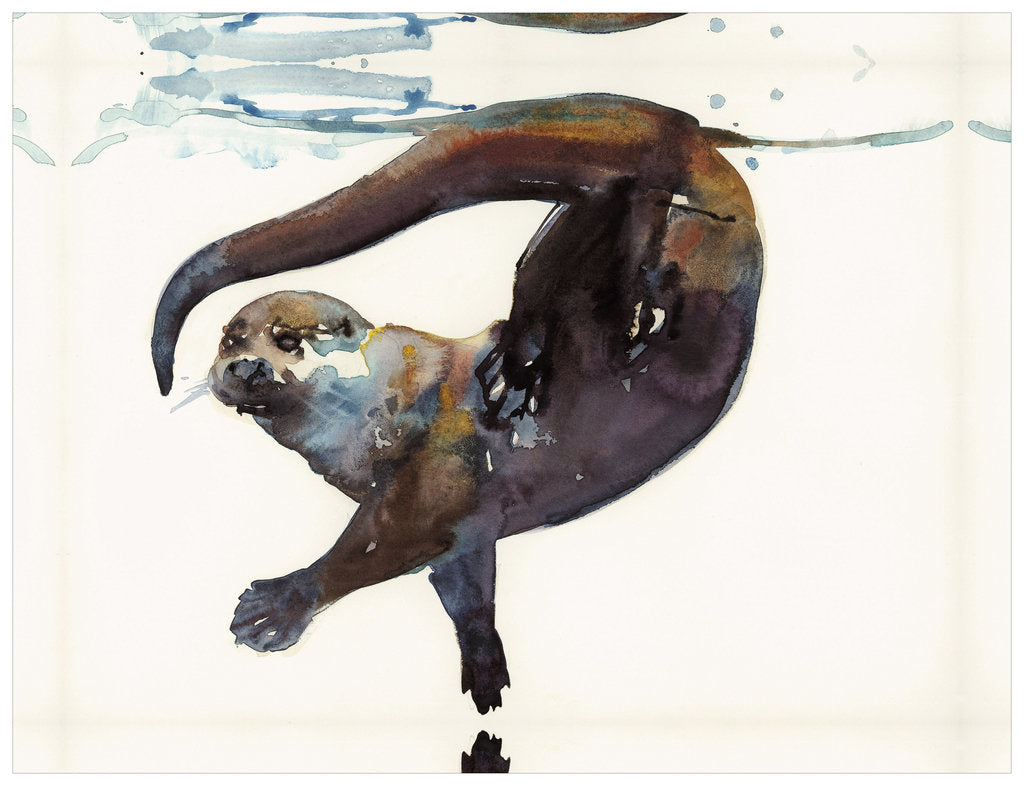 Detail of Otter Study II - Talisker by Mark Adlington