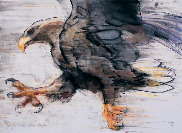 Detail of Talons - White tailed Sea Eagle, 2001 by Mark Adlington