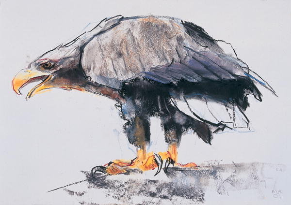 Detail of White tailed Sea Eagle, 2001 by Mark Adlington