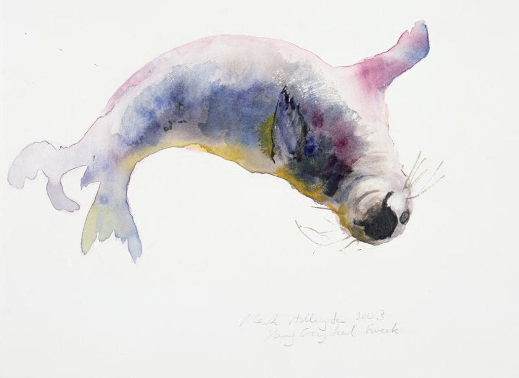 Detail of Young grey seal, Gweek, 2003 by Mark Adlington