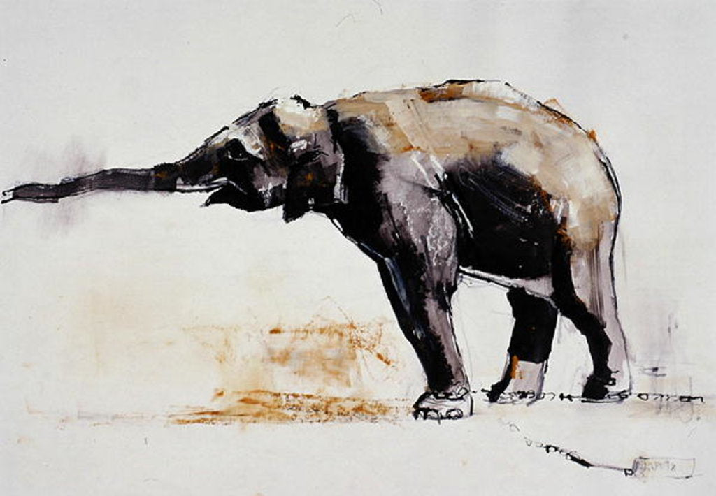Detail of Indian Elephant, Khana by Mark Adlington