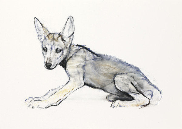 Detail of Adolescent Arabian Wolf Pup, 2009 by Mark Adlington