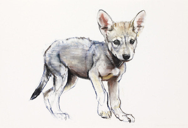 Detail of Hesitating Arabian Wolf Pup, 2009 by Mark Adlington