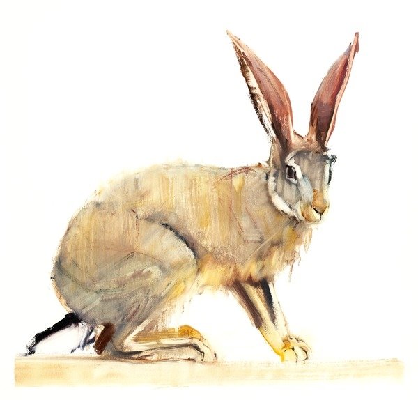 Detail of Cape Hare, 2010 by Mark Adlington