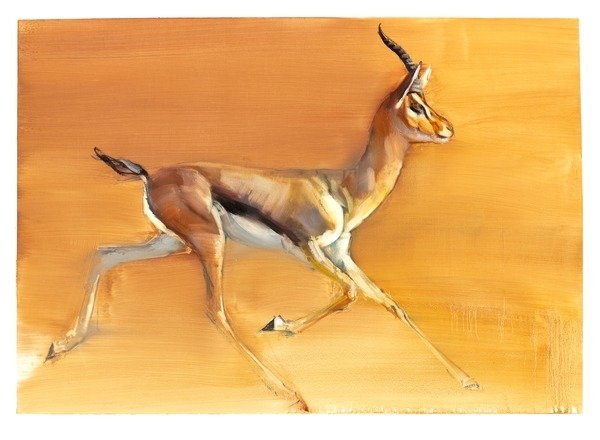 Detail of Arabian Gazelle, 2010 by Mark Adlington