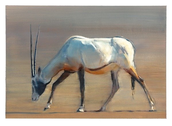 Detail of Arabian Oryx, 2010 by Mark Adlington