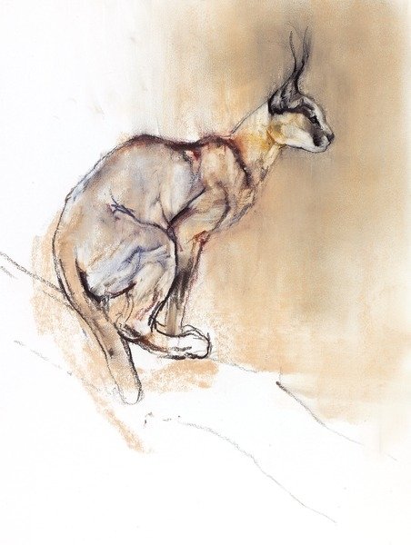 Detail of Seated Caracal, 2009 by Mark Adlington