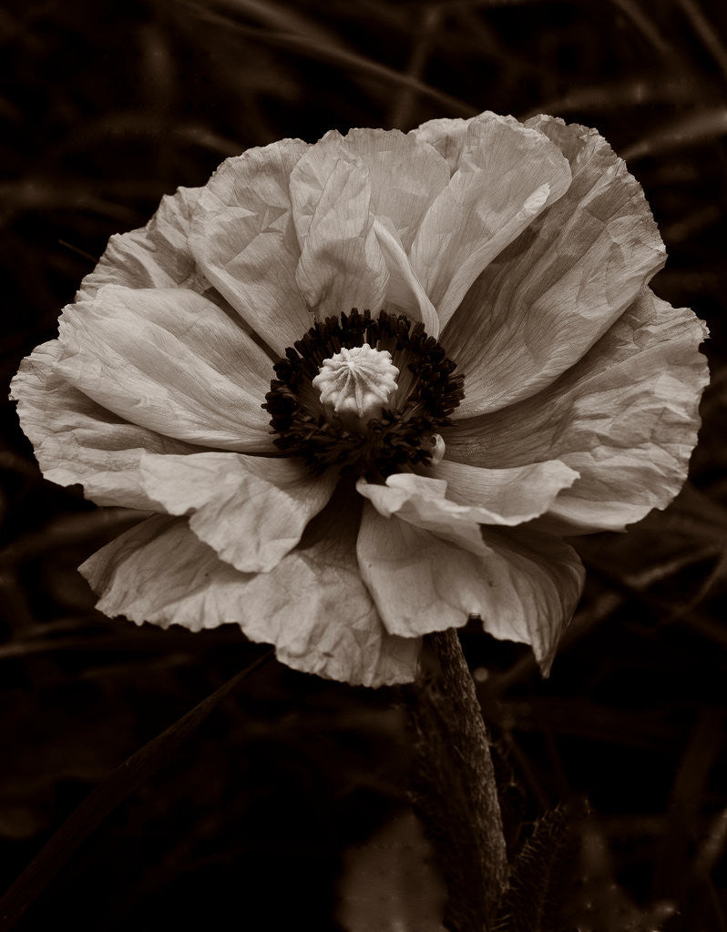 Detail of Papaver orientale by Philip Smith