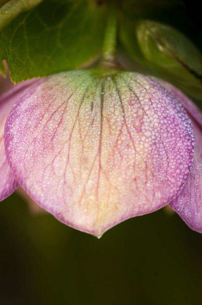 Detail of Helleborus orientale by Philip Smith