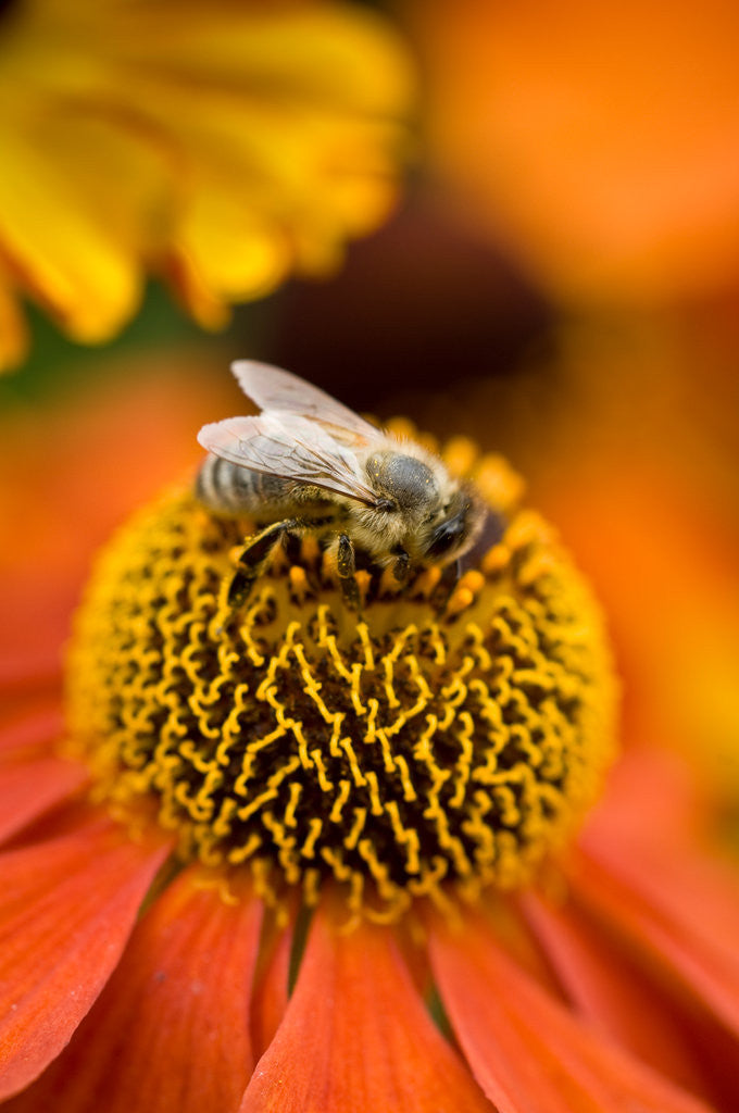 Detail of Bee on Helenium by Philip Smith