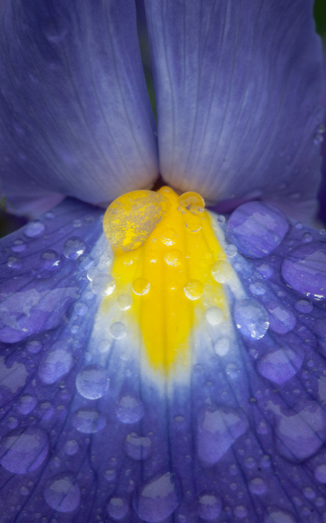 Detail of Blue dutch iris by Philip Smith