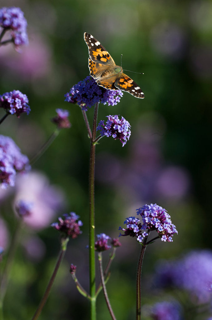 Detail of Painted Lady by Philip Smith