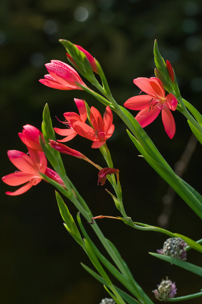 Detail of Kaffir Lily by Philip Smith