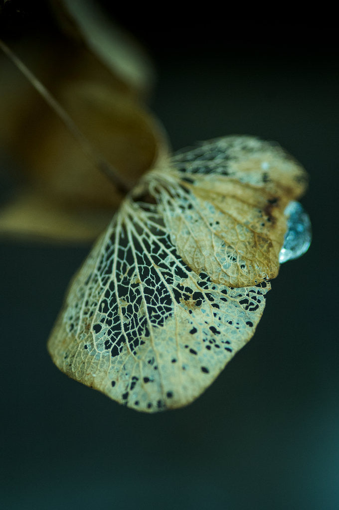 Detail of Hydrangea in Winter by Philip Smith