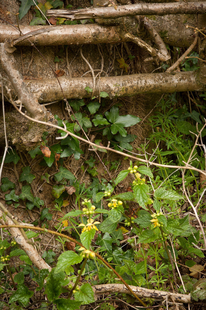 Detail of Spring Hedgerow by Philip Smith