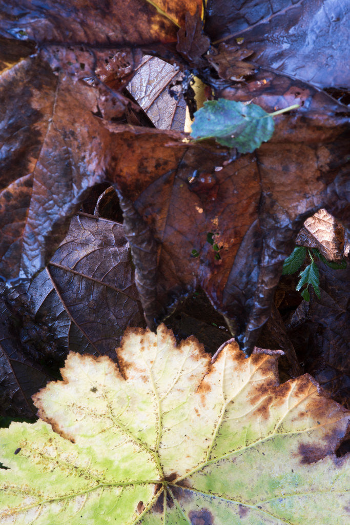 Detail of Rodgersia in Winter by Philip Smith